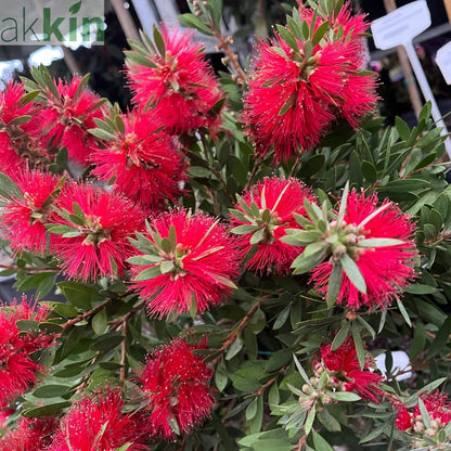 Standard Callistemon 'Kingpark' (Bottle Brush) 4L (90-100cm) One Click Plants