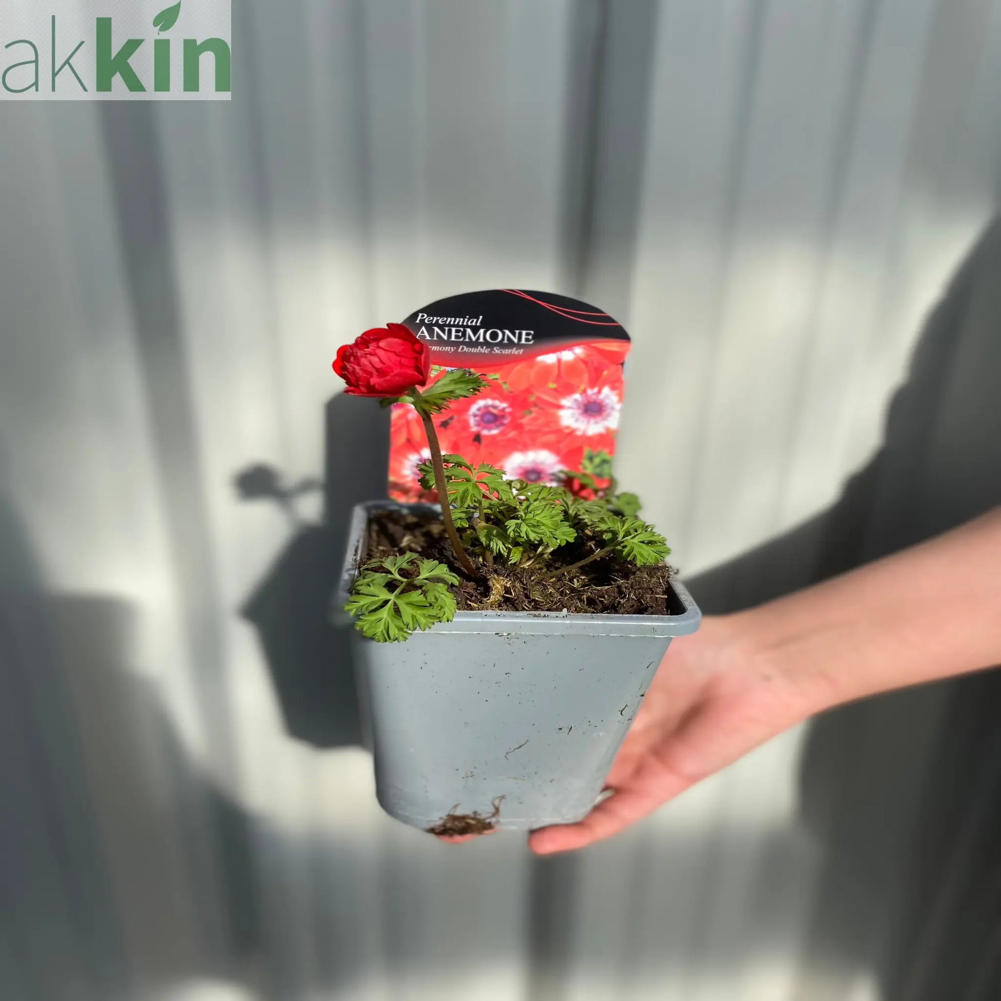 Anemone coronaria Harmony Double Scarlet 1L One Click Plants