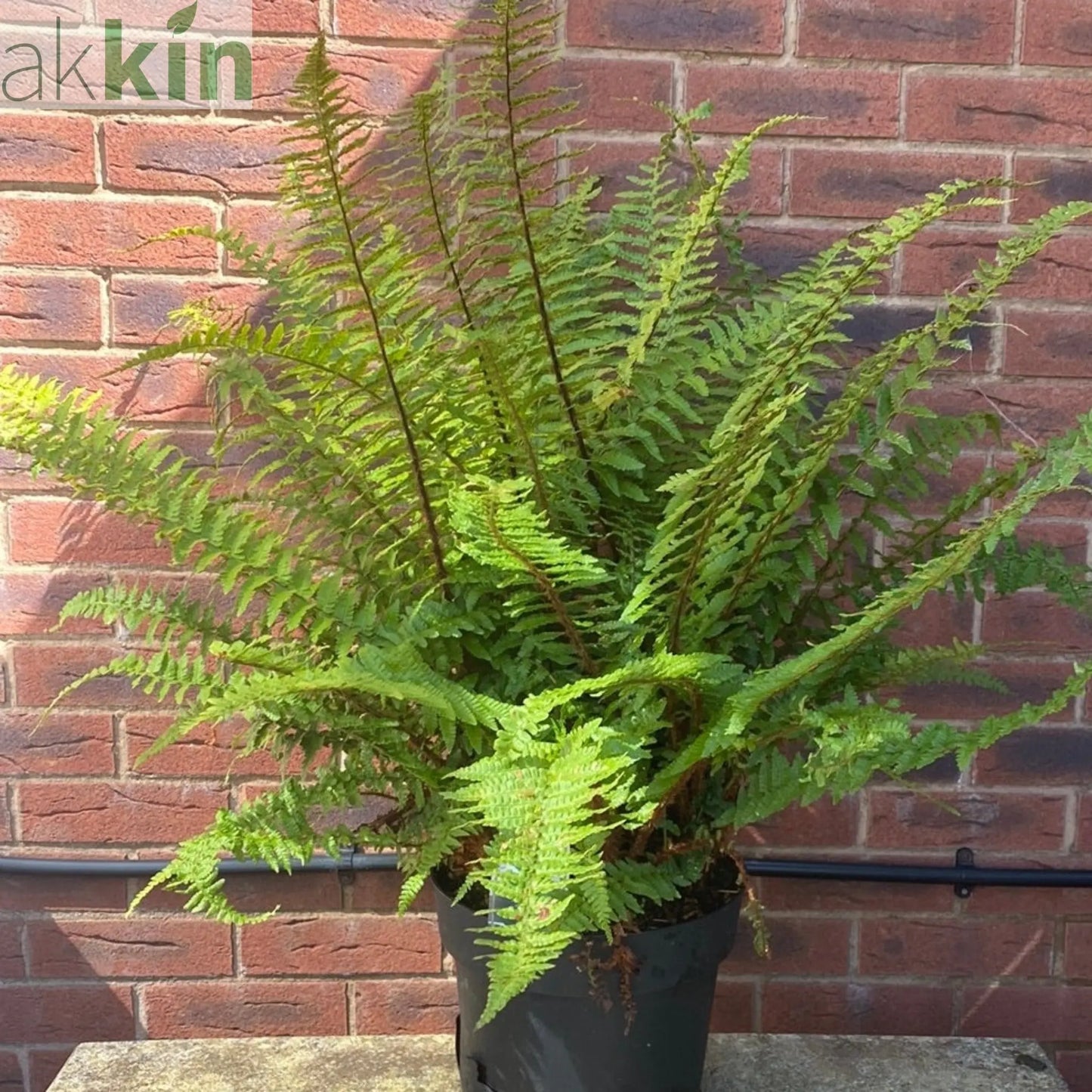 Established Dryopteris Fern - 10L One Click Plants