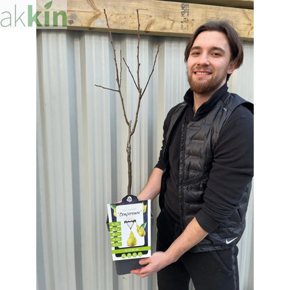 Dwarf Patio Pear Tree 'Conference' (Pyrus communis) 2/4L One Click Plants