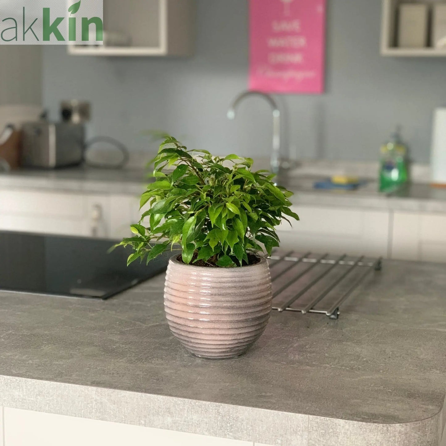 Ficus Benjamina Green Kinky (Weeping Fig) 30cm One Click Plants