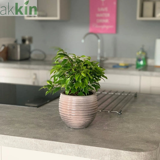 Ficus Benjamina Green Kinky (Weeping Fig) 30cm One Click Plants