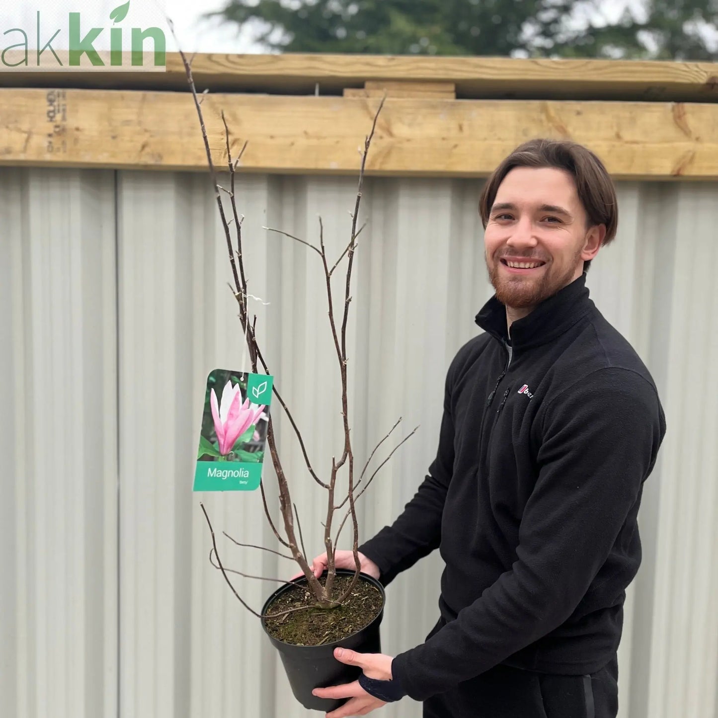 Magnolia 'Betty' 3L One Click Plants