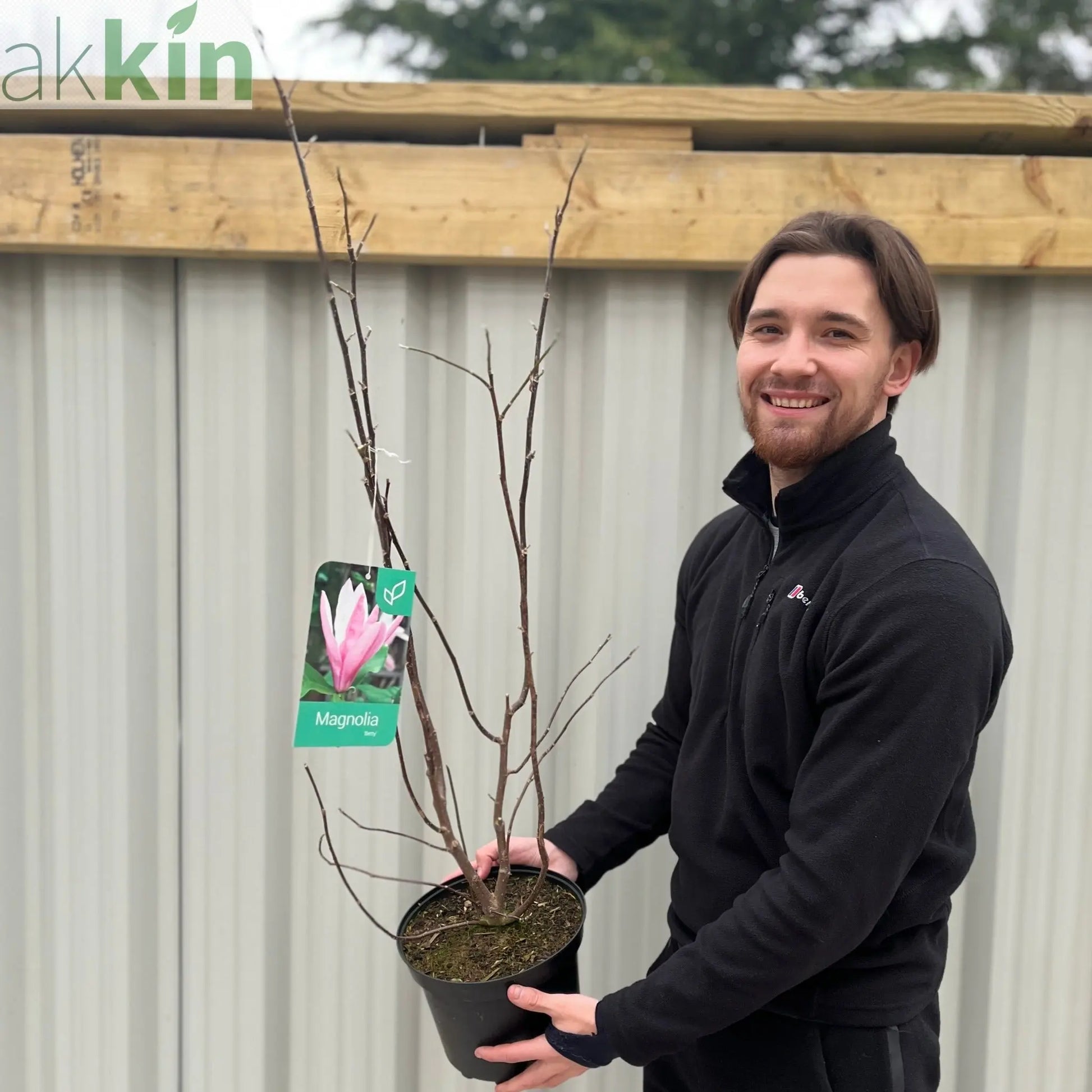 Magnolia 'Betty' 3L One Click Plants