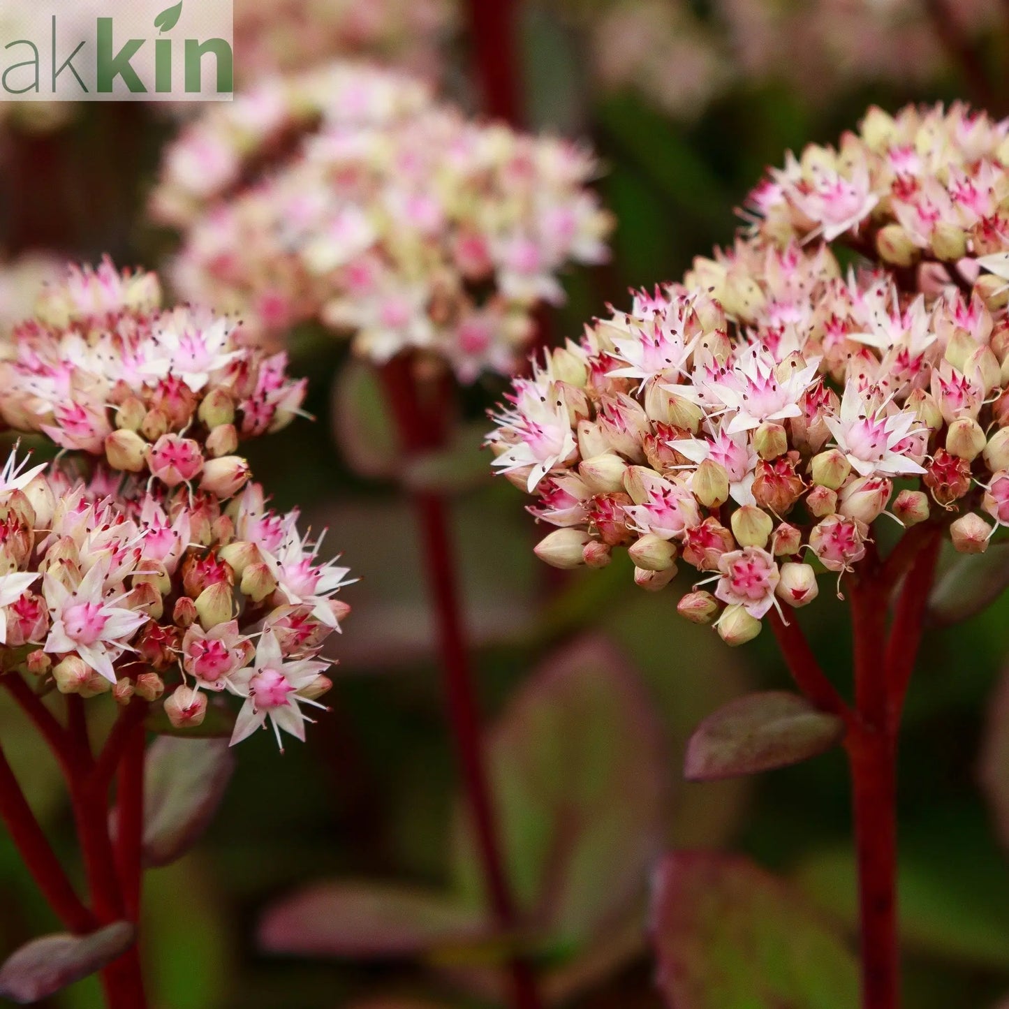 Sedum - Matrona 1.5L One Click Plants