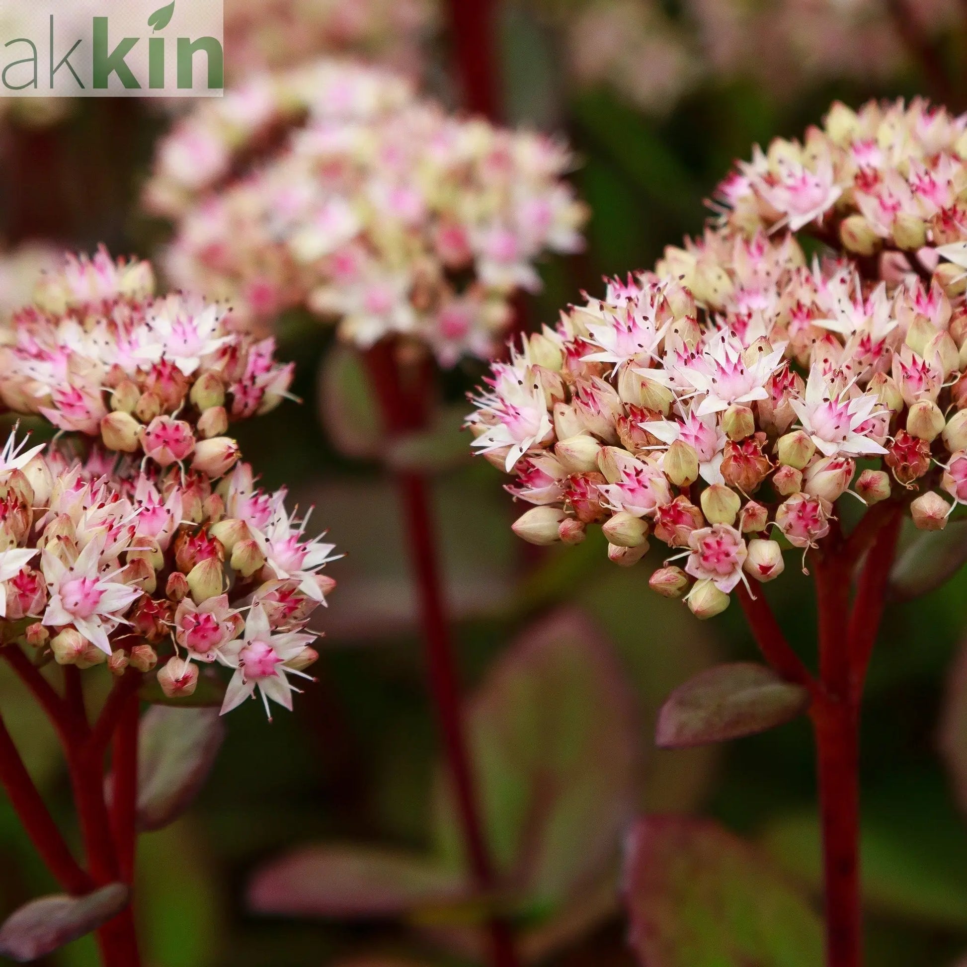 Sedum - Matrona 1.5L One Click Plants