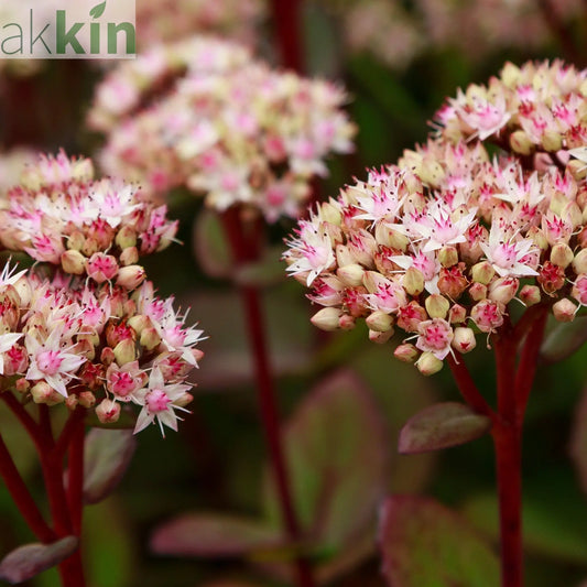 Sedum - Matrona 1.5L One Click Plants
