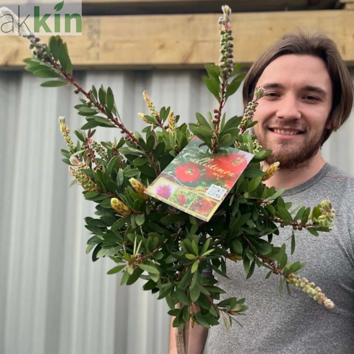 Standard Callistemon - Bottle Brush (70-80cm) One Click Plants