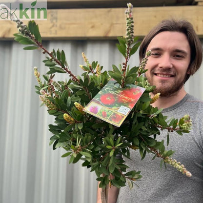 Standard Callistemon - Bottle Brush (70-80cm) One Click Plants