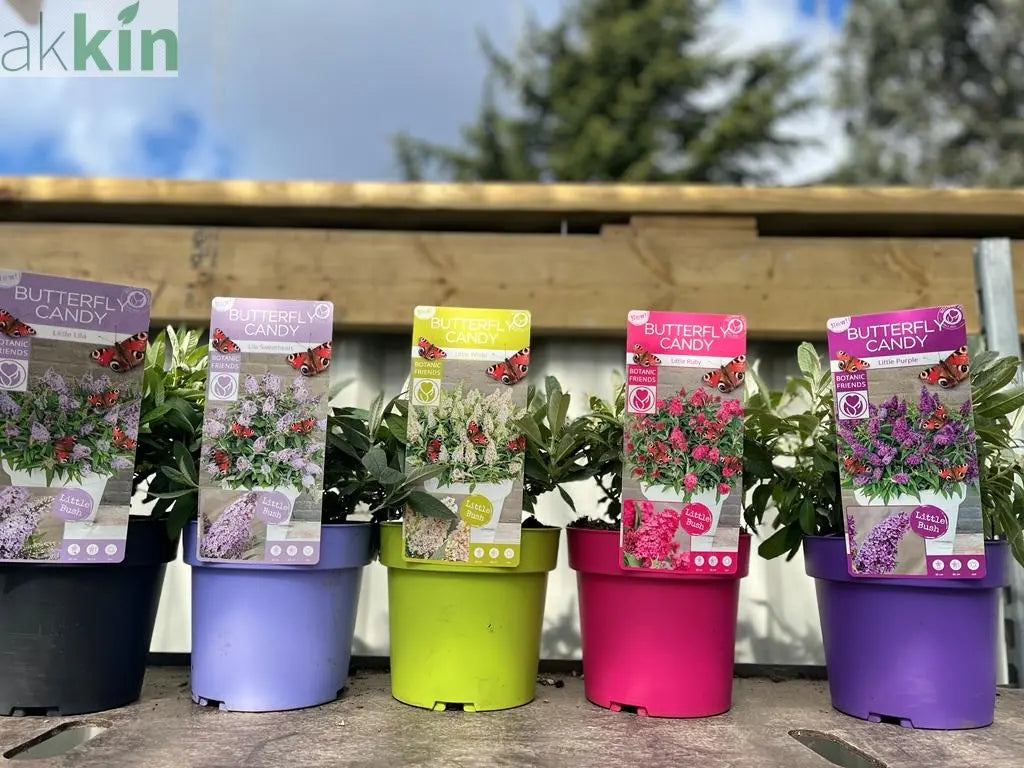 Buddleja Butterfly Candy 'Little Pink' 9cm/1L/2L/3L One Click Plants