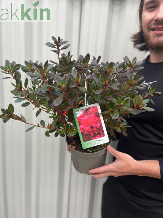 Azalea japonica 'Madame Galle' 2L One Click Plants
