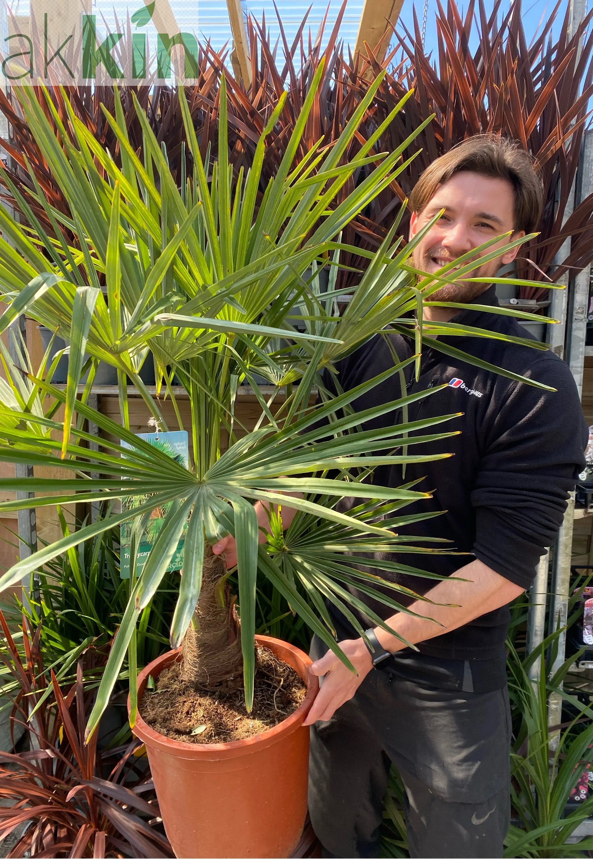 Trachycarpus Fortunei 3L / 7L / 12L One Click Plants