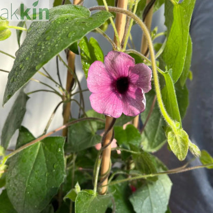 Thunbergia alata Black Eyed Susie (Pink) One Click Plants
