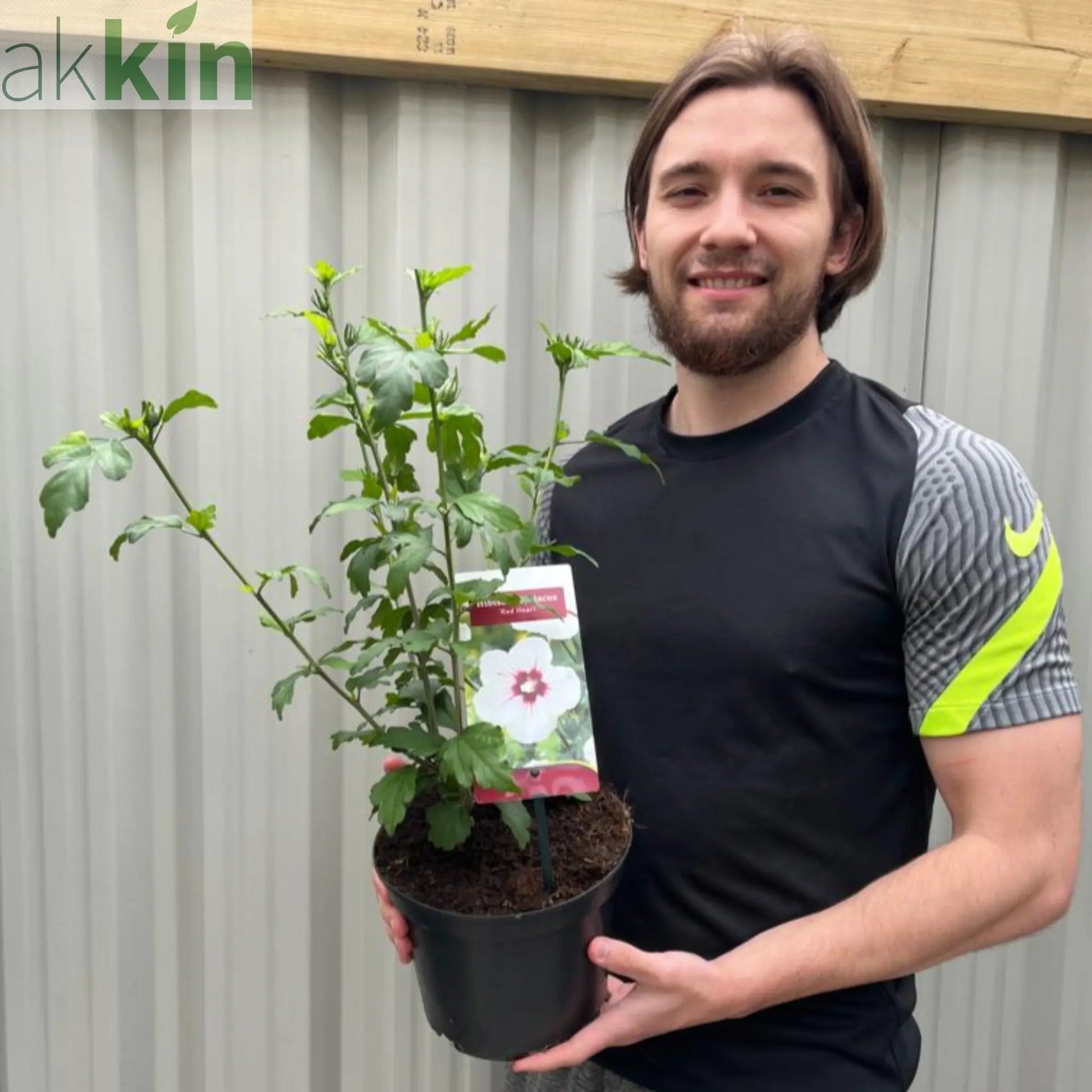 Hibiscus syriacus 'Red Heart' 2L One Click Plants