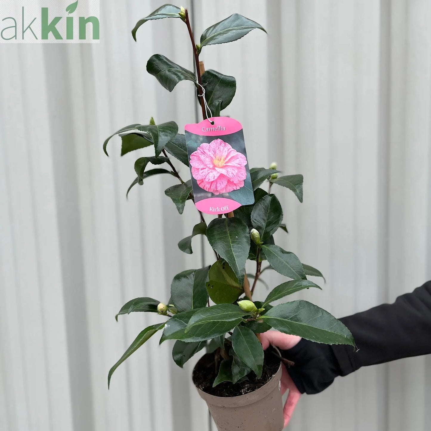 Camellia japonica 'Kick off' 60cm One Click Plants