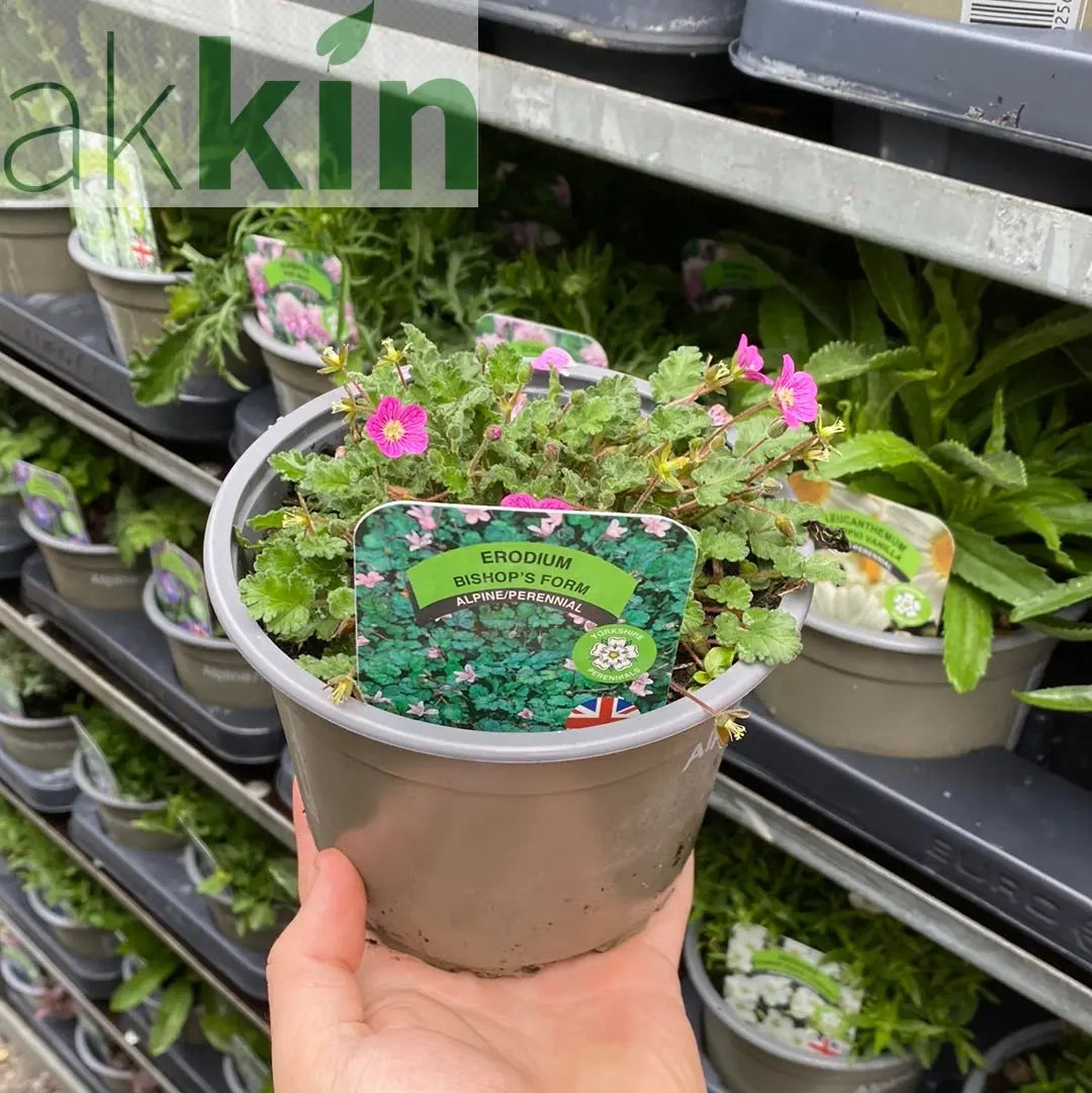Erodium 'Bishops Form' 9cm One Click Plants