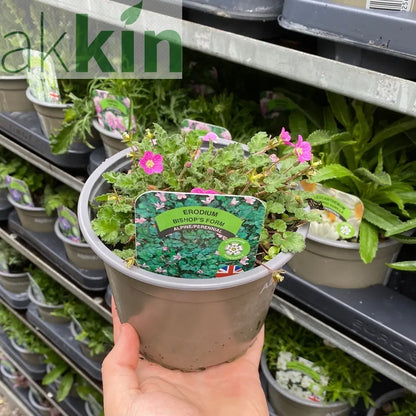 Erodium 'Bishops Form' 9cm One Click Plants