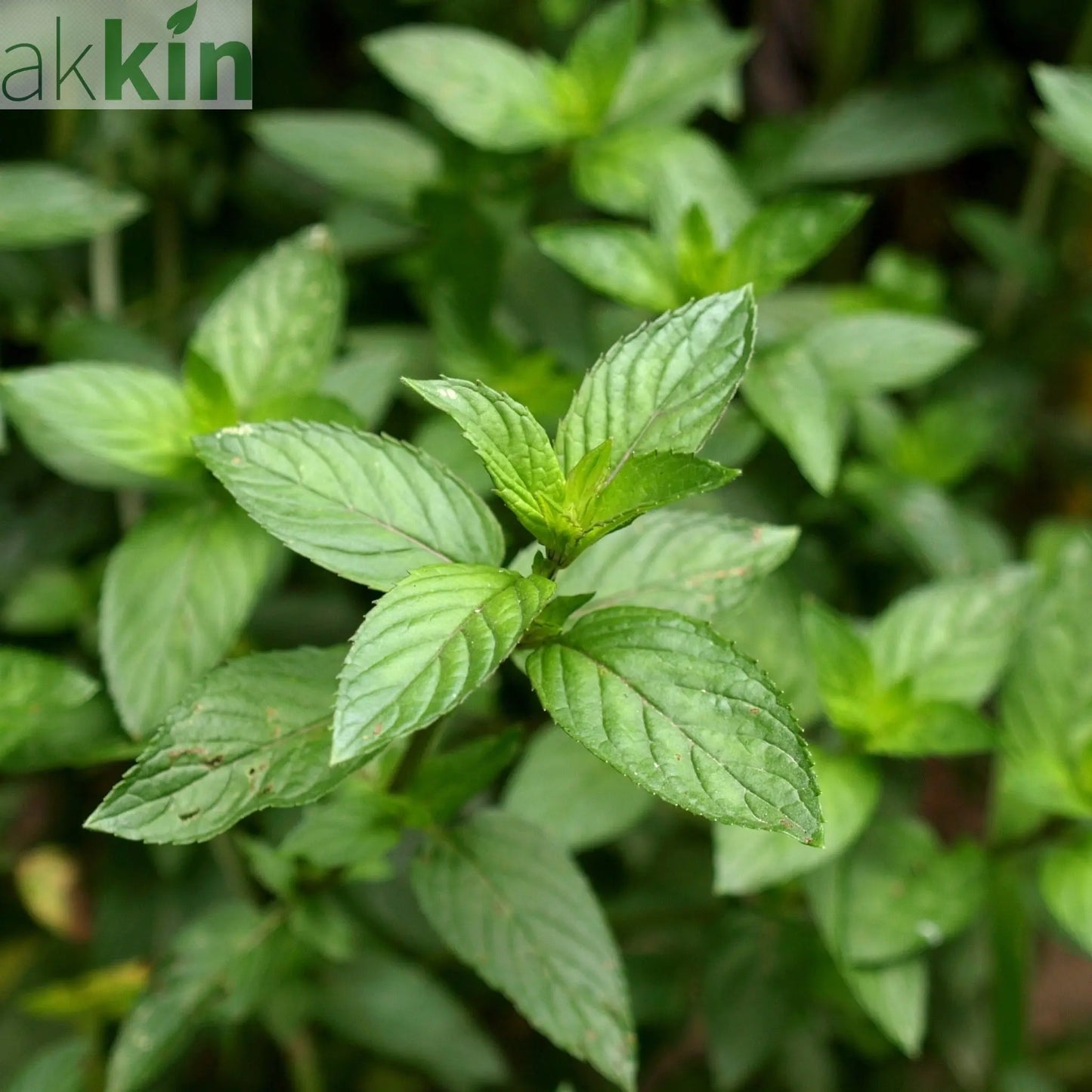 Mint - Pepper Mint 9cm / 1.5L One Click Plants