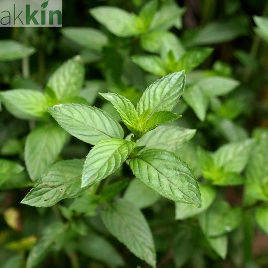 Mint - Pepper Mint 9cm / 1.5L One Click Plants