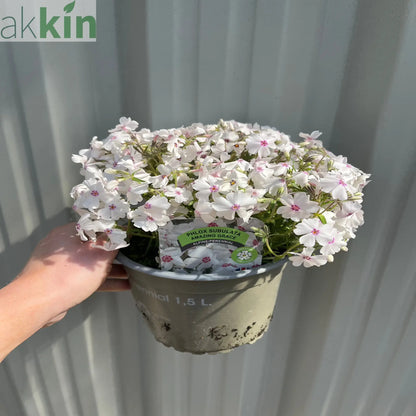 Phlox subulata 'Amazing Grace' 1.5L One Click Plants