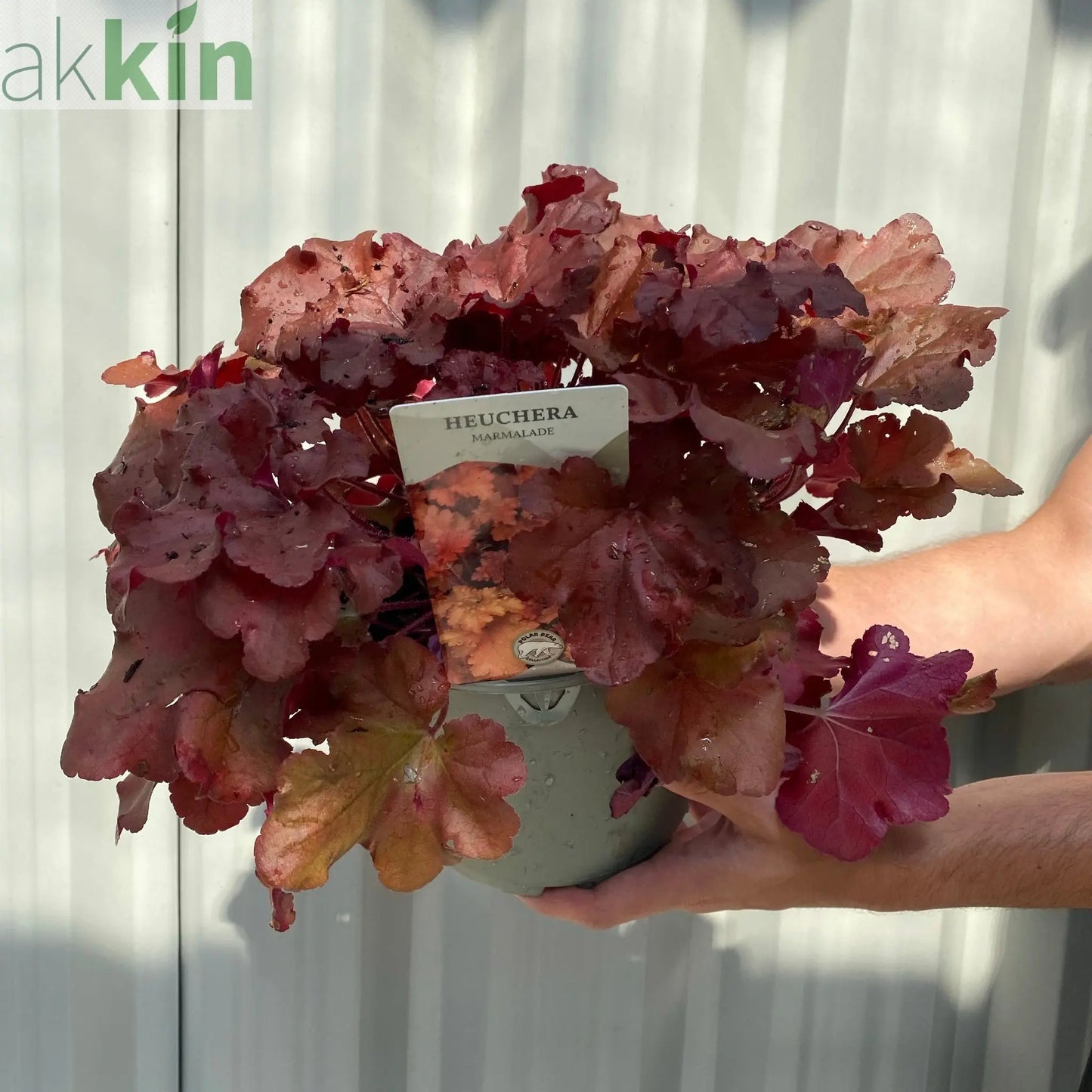 Heuchera 'Marmalade' 2L One Click Plants