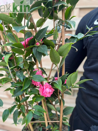 Camellia on frame 'Spring Festival ' 5L (100cm) One Click Plants