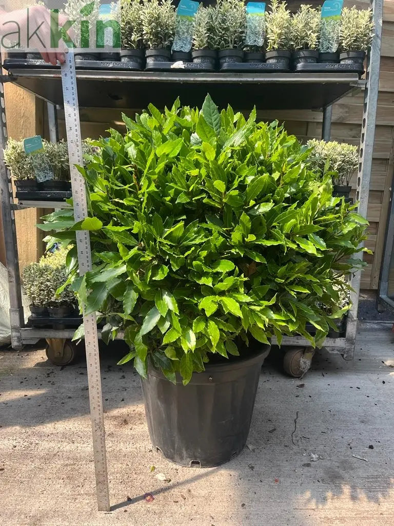 Established Laurus Nobilis Ball (Bay Leaf Ball) 10L / 15L / 24L / 30L One Click Plants