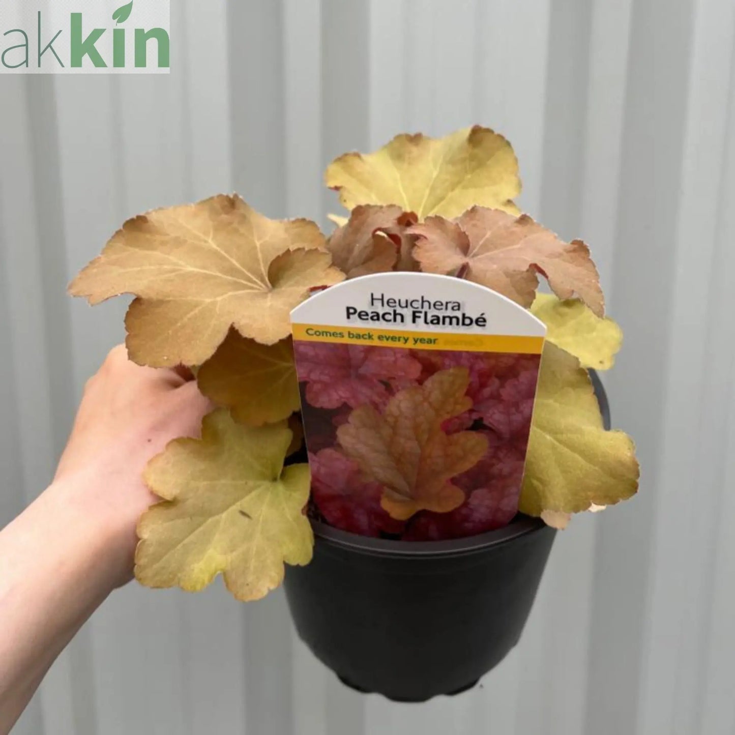 Heuchera 'Peach Flambe' 2L One Click Plants
