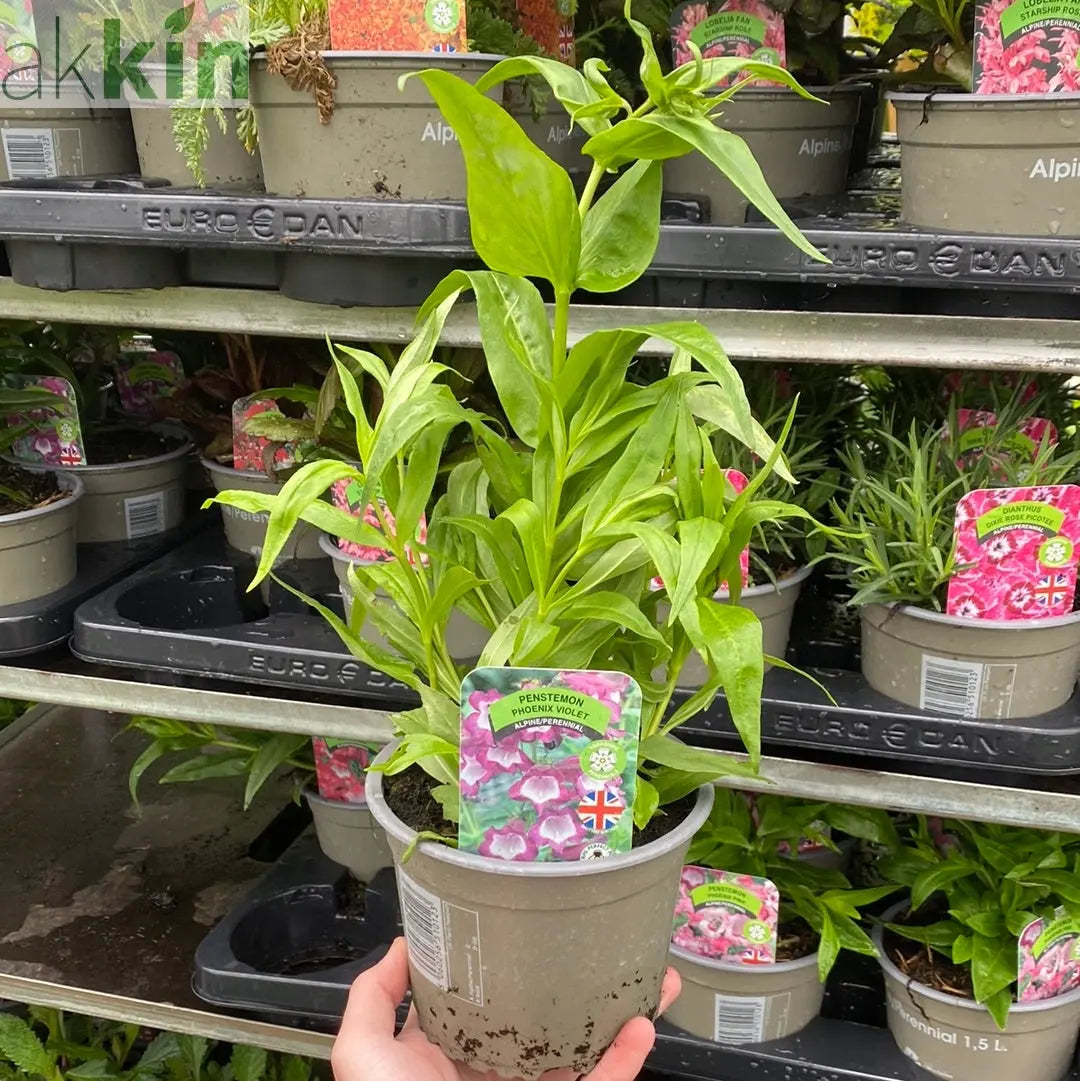Penstemon Phoenix Violet 9cm Pot One Click Plants