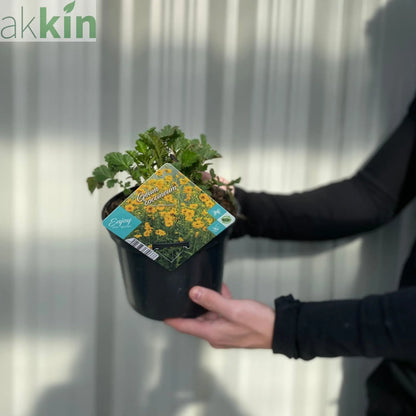 Geum 'Lady Stratheden' (Various Sizes Available) One Click Plants