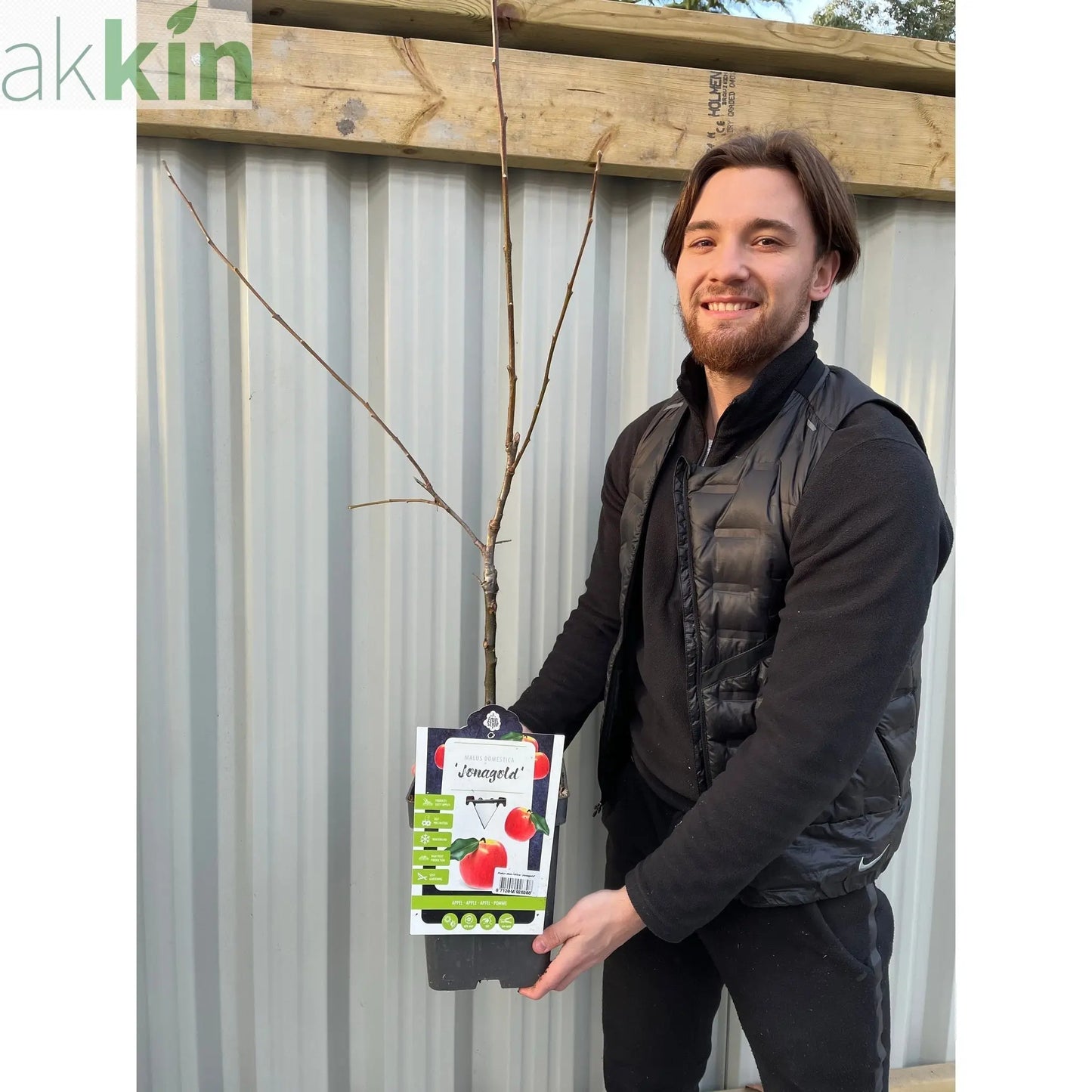 Dwarf/Patio Apple Tree -  Dometica 'Jonagold' (2 Sizes) One Click Plants