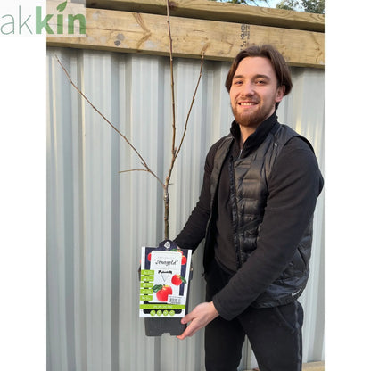 Dwarf/Patio Apple Tree -  Dometica 'Jonagold' (2 Sizes) One Click Plants