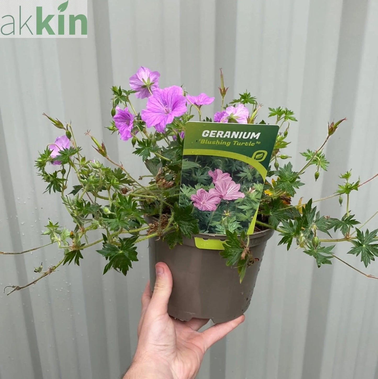 Geranium 'Blushing Turtle' 2L One Click Plants