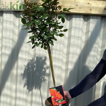 Patio Standard Rose 'Orange' 60-70cm One Click Plants