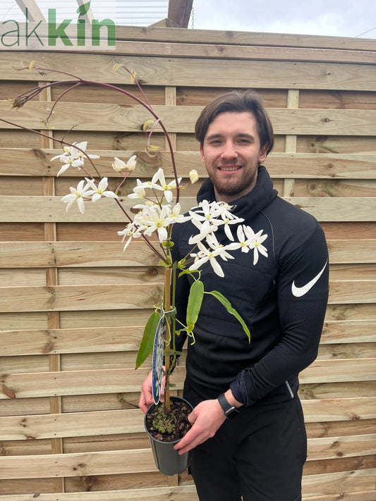 Clematis armandii  'Snowdrift' 100cm (Evergreen and Fragrant) One Click Plants