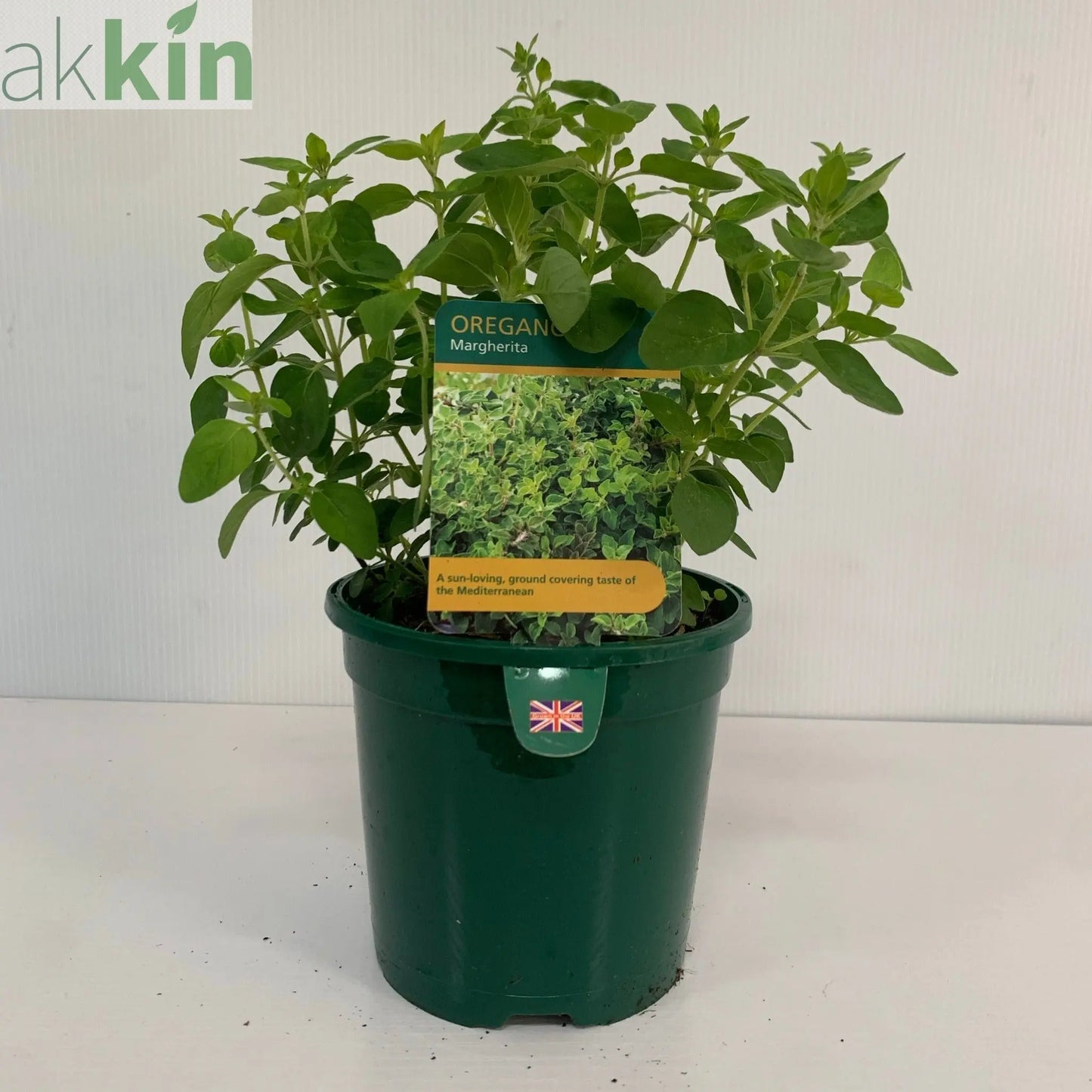 Oregano - Margherita (Herb) 13cm One Click Plants