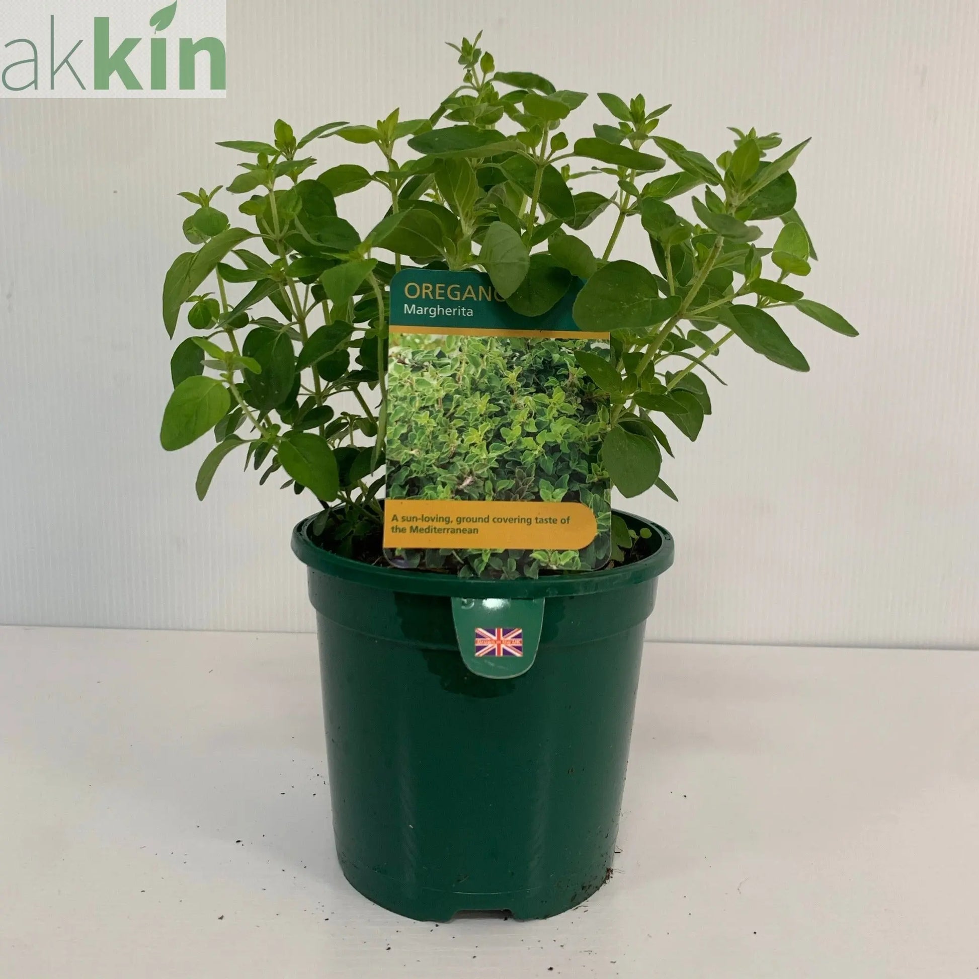Oregano - Margherita (Herb) 13cm One Click Plants