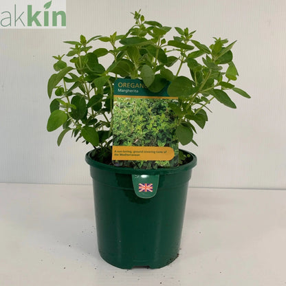 Oregano - Margherita (Herb) 13cm One Click Plants