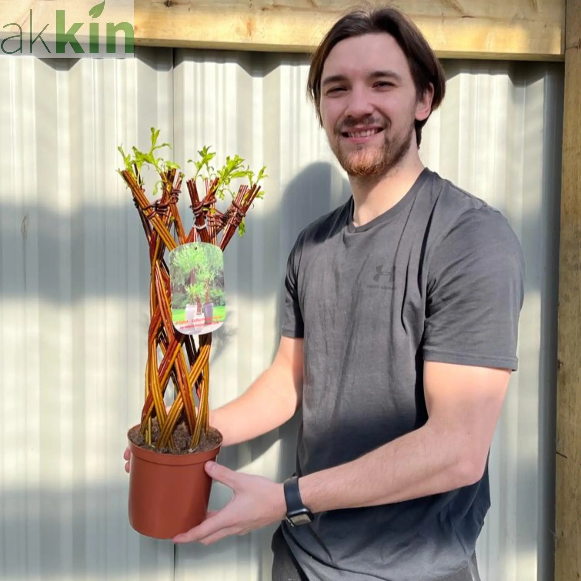 Salix - Living Braided Willow Tree Sculpture (55-60cm One Click Plants