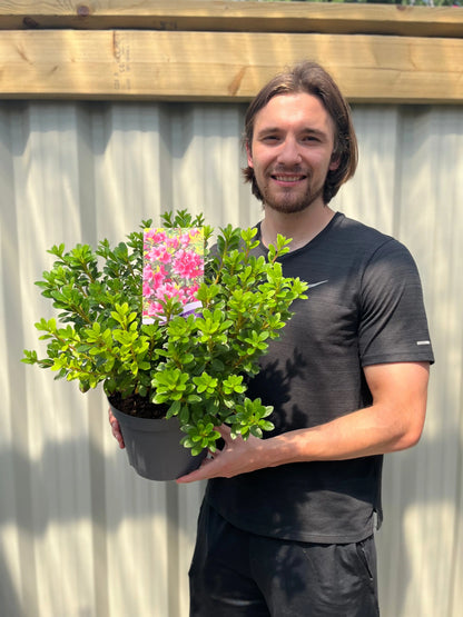 Azalea 'Geisha Pink' 3L One Click Plants