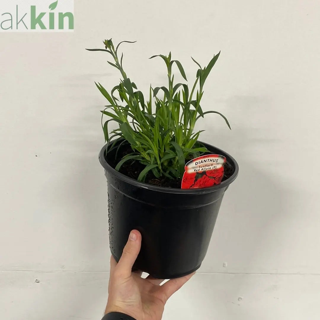 Dianthus 'Red Allura' 3L One Click Plants