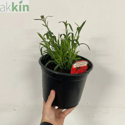 Dianthus 'Red Allura' 3L One Click Plants