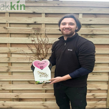 Prunus Ornamental Flowering Cherry Blossom Shrub - Incisa 'KOJOU-NO-MAI' 9cm / 2L / 4L One Click Plants