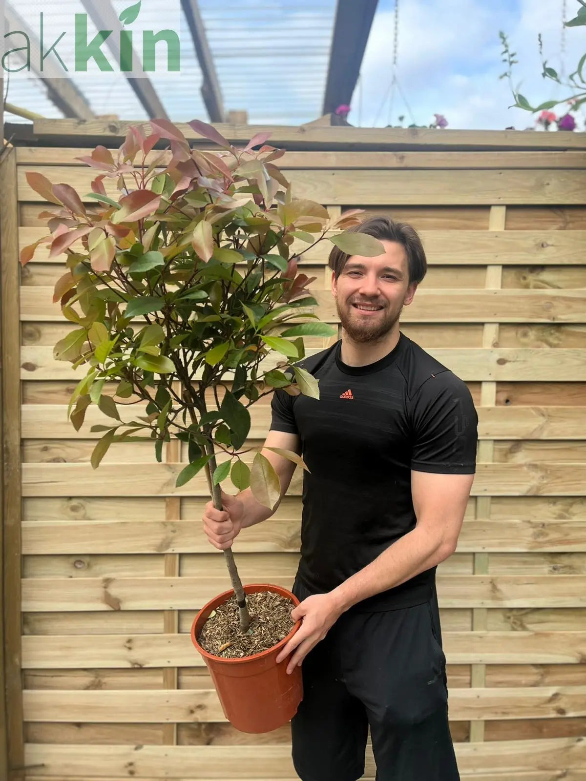 Special offer: Half Standard Photinia 'Red Robin' 100cm (2 for £54.99) One Click Plants