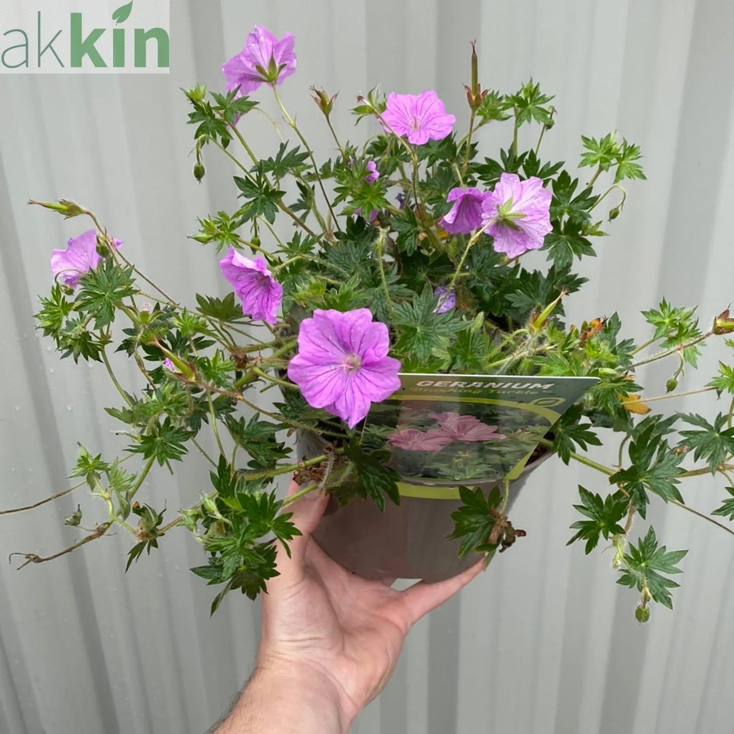 Geranium 'Blushing Turtle' 2L One Click Plants