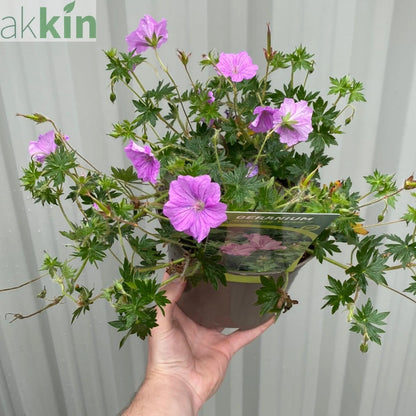 Geranium 'Blushing Turtle' 2L One Click Plants