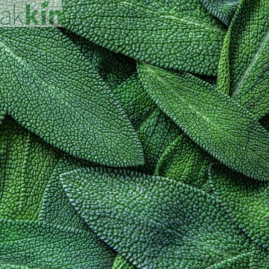 Sage Broad - Leaved Herb 16cm/1.5L pot One Click Plants