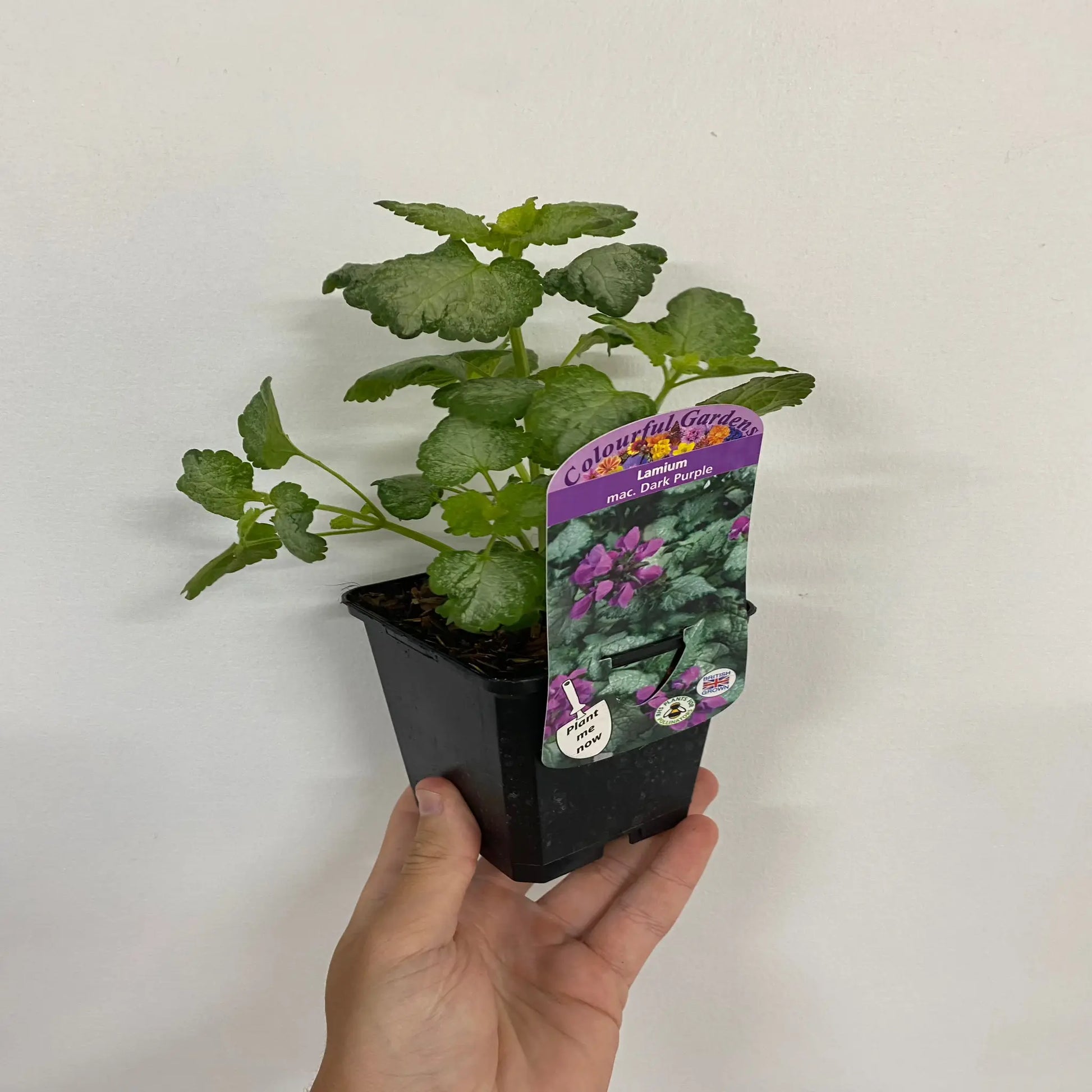 Lamium mac. Dark Purple 9cm One Click Plants