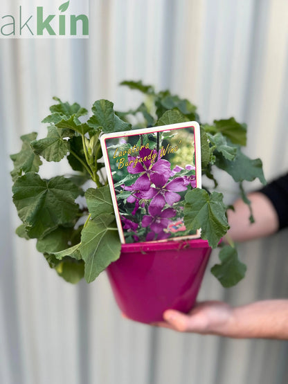 Lavatera 'Burgundy Wine' 9cm / 2L / 3L One Click Plants