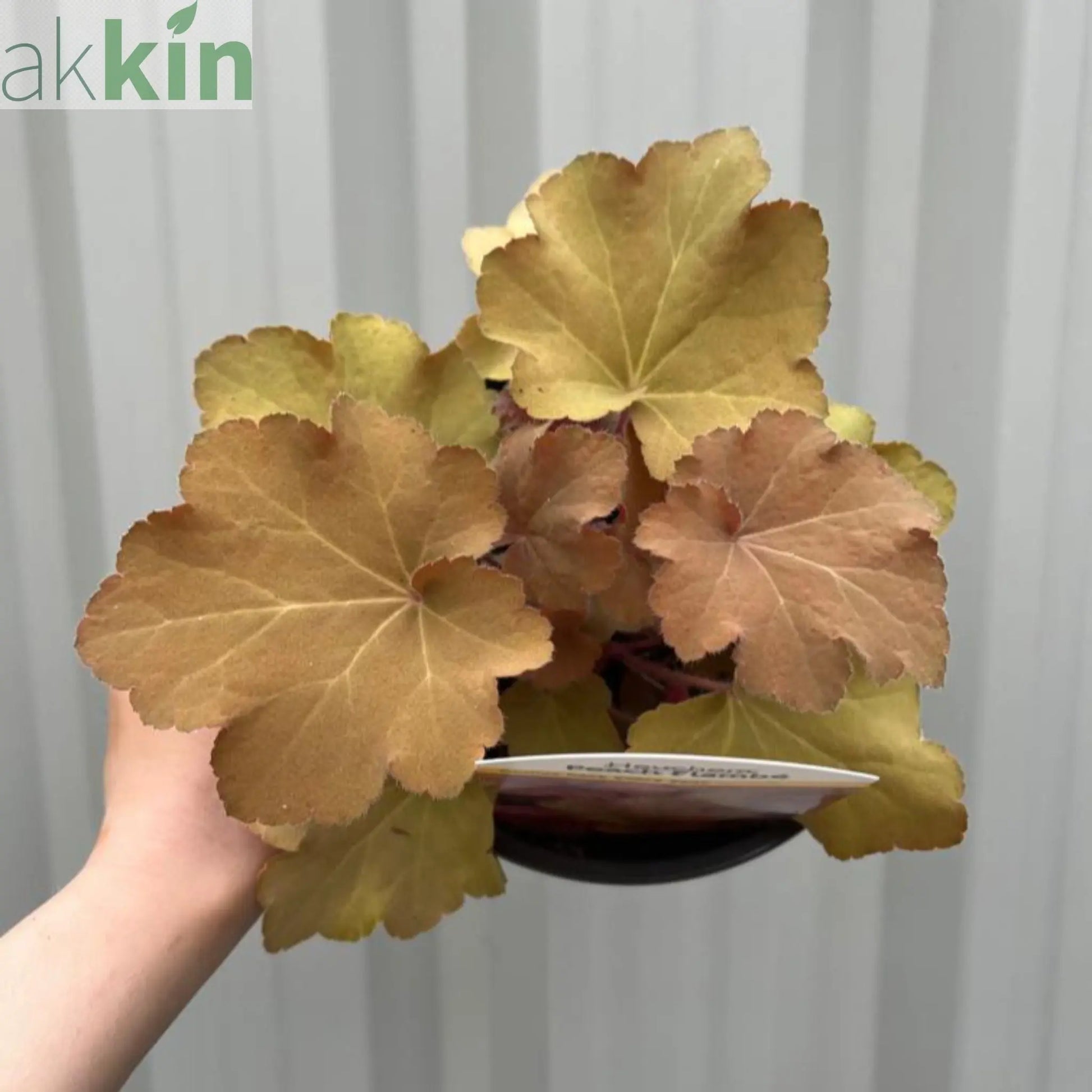 Heuchera 'Peach Flambe' 2L One Click Plants